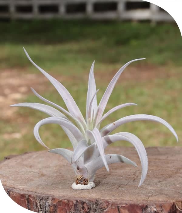 Harrisi Tillandsia Airplant